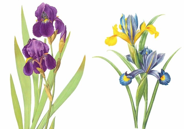 2 Charts-Redoute Purple and Yellow Iris Flowers Counted ...