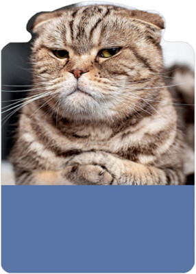 RSVP Grumpy Cat  On Nerves Funny / Humorous Birthday Card