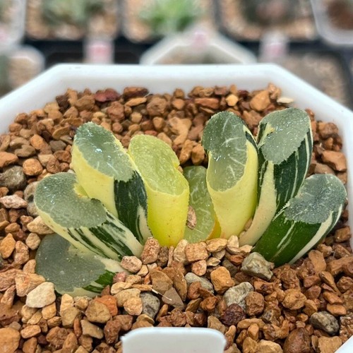 4-6CM Succulent Plant Haworthia Truncata Onawa Variegated(More)Home Garden Plant - Picture 4 of 12