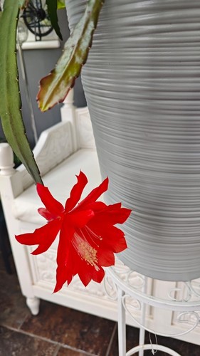1 RARE Red Orange Epiphyllum Succculent 15-20CM long Unreporte Fresh Cuttings - Picture 9 of 10