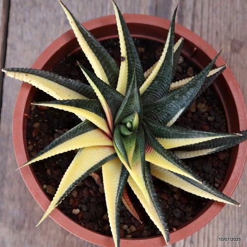 D5204 HAWORTHIA LIMIFOLIA MACETA ABIGARRADA 13-H6-W14 cm MaMa Cactus - Imagen 2 de 4