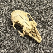 Domestic Rabbit Skull Taxidermy Bone, Macabre, Oddity, Curiosity