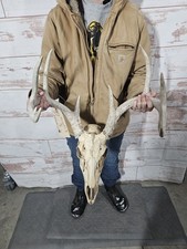 Wild 8 Point Whitetail Deer Antler Rack Horn European Skull Mount Man Cave 122"