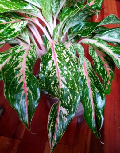 RARE XL Aglaonema Lao Nam Thong 19" Tall Multi Plants No Anthurium Philodendron - Picture 11 of 20