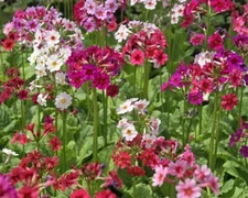 Primula japonica hybrid Mix     25 seeds