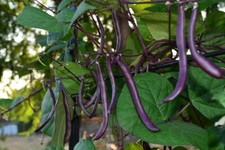 Espárragos frijol seёds, 50 Blauhilde espárragos frijol seёds, frijoles púrpuras-992+TRACK №