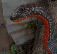 Wooden walking stick hand carved beautiful cobra snake handmade walking cane