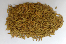 100 PURE KARVA INDRAJAU BITTER OLEANDER HOLARRHENA PUBESCENS WHOLE - 50 gram 