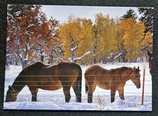 Pferdepostkarte, AK Pferde, Pferdepostkarten