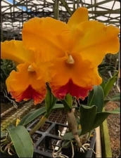 Cattleya Rlc Yasuji Takasaki Orange Red ‘Hawaii’ Fragrant Orchid Hybrid 2” RePot