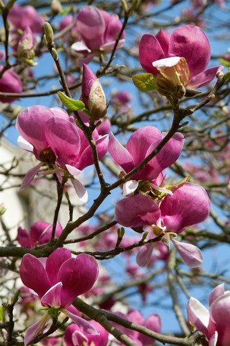 Magnolia soulangiana, Tulpen-Magnolie, rosa-weiß, 60–80 cm - Bild 12 von 14