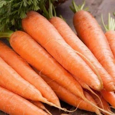 Scarlet Nantes Carrot Seeds 1000+ Vegetable Garden NON-GMO USA FREE SHIPPING