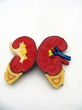 Vintage 1961 Merck & Co Pharmaceuticals Plastic Model Human Kidney Organ 5"