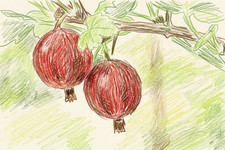 Gooseberry, Hinnonmaki Red, fruit, berry, fruit bush, organic, MULTI-BUY DEALS!