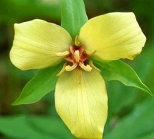 20 Yellow Trillium Root Systems/Bulbs, Wildflower, Yellow Wake Robin - T. luteum