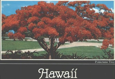 Vintage Hawaií Poinciana Baum Postkarte John Hinde Curteich unbesendet