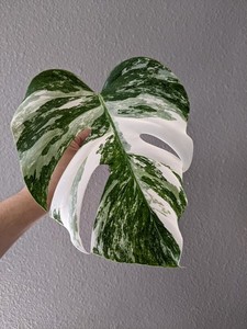 Albino Monstera | eBay