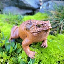 Taxidermy Toad, Real Stuffed Frog, Rhinella marina
