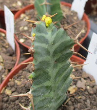 EUPHORBIA VIROSA - attractive & appealing succulent.