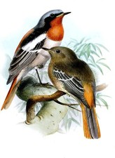 Redstart Bird Accent Tile Mural Kitchen Bathroom Wall Backsplash Marble Ceramic