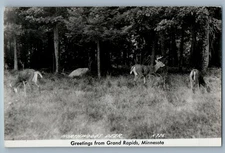 c1940's Greetings From Grand Rapids MN Northwoods Deer RPPC Photo Postcard