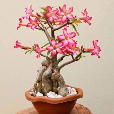 PLANT FRIENDS ONLINE Vibrant Pink Desert Rose (Adenium Obesum) – Rare Indoor Plant, 6cm Pot