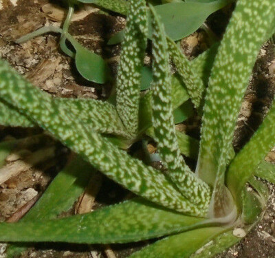 Spotted Aloe plant-offshoot indoor houseplant | eBay