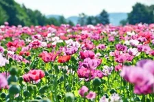 Mixed Color Afghan Poppy Seeds 1000 Pack Pink Purple White Gourmet Garden Flo...
