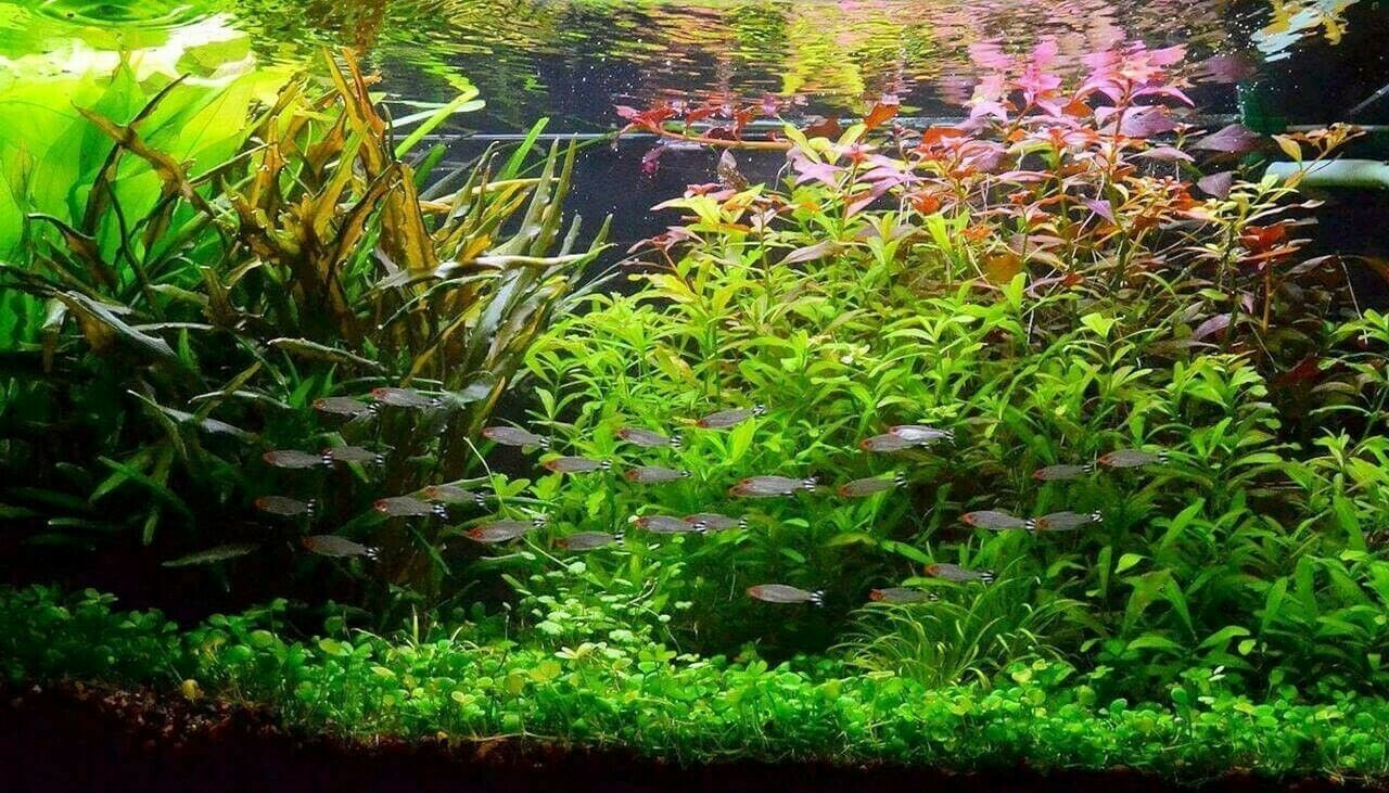 Plantes aquarium eau froide axolotl 30L et boules de mousse