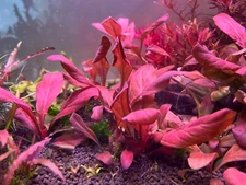 Samolus parviflorus Red Rare Live Aquarium Plants 
