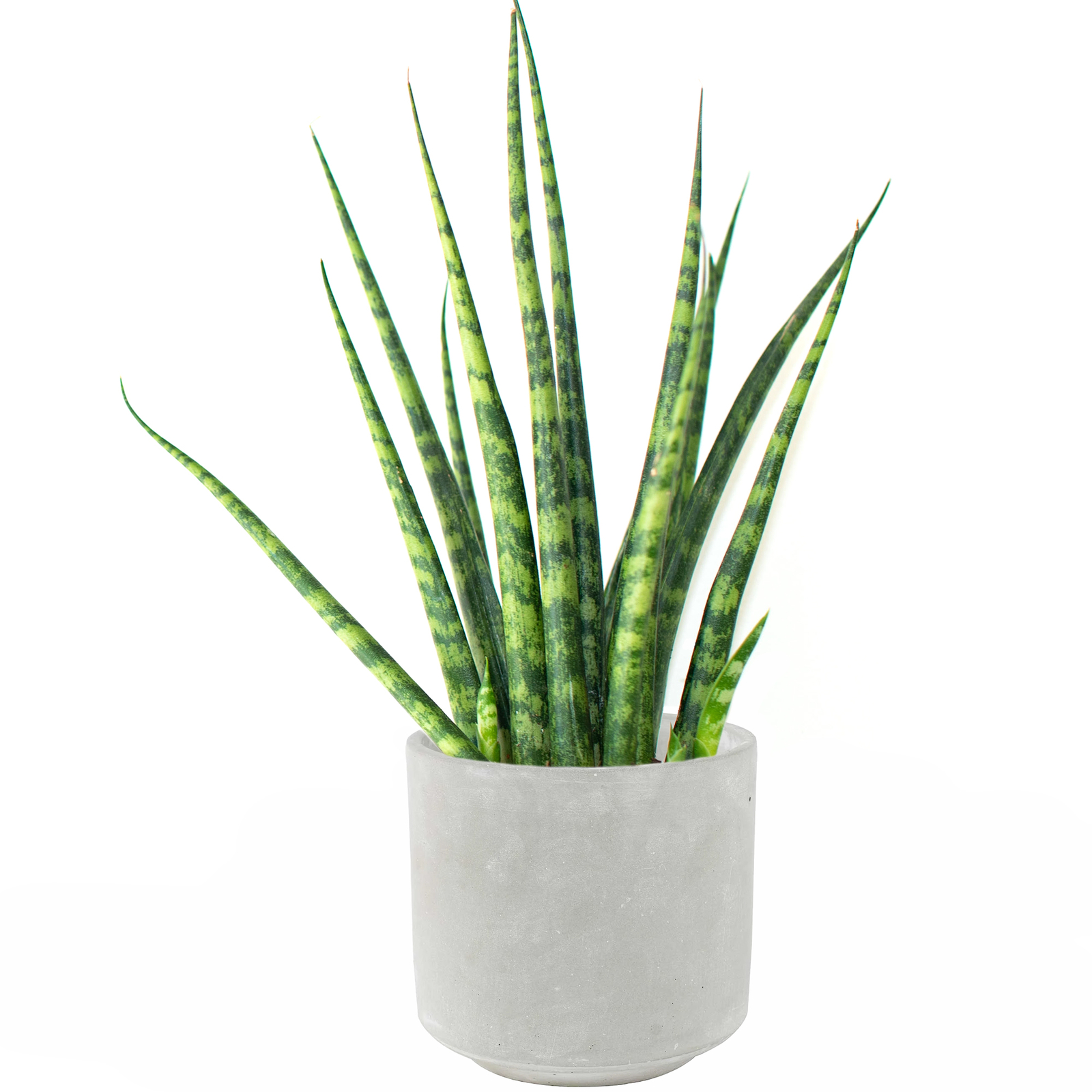 30-40cm Potted Sansevieria Cyclindrica African Spear Home Office Plant for Sale