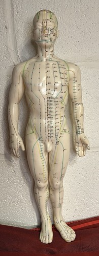 Acupuncture Male Model 19" Human Acupoint Doll Chinese Medicine Learning Dummy