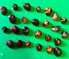 Red Racer Nerite Snail Vittina Waigiensis 