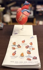 Human Anatomical 3B Heart Display Model With Stand