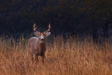 In Autumns fields White Tailed Deer by Jim Cumming Wildlife Photography Giclee