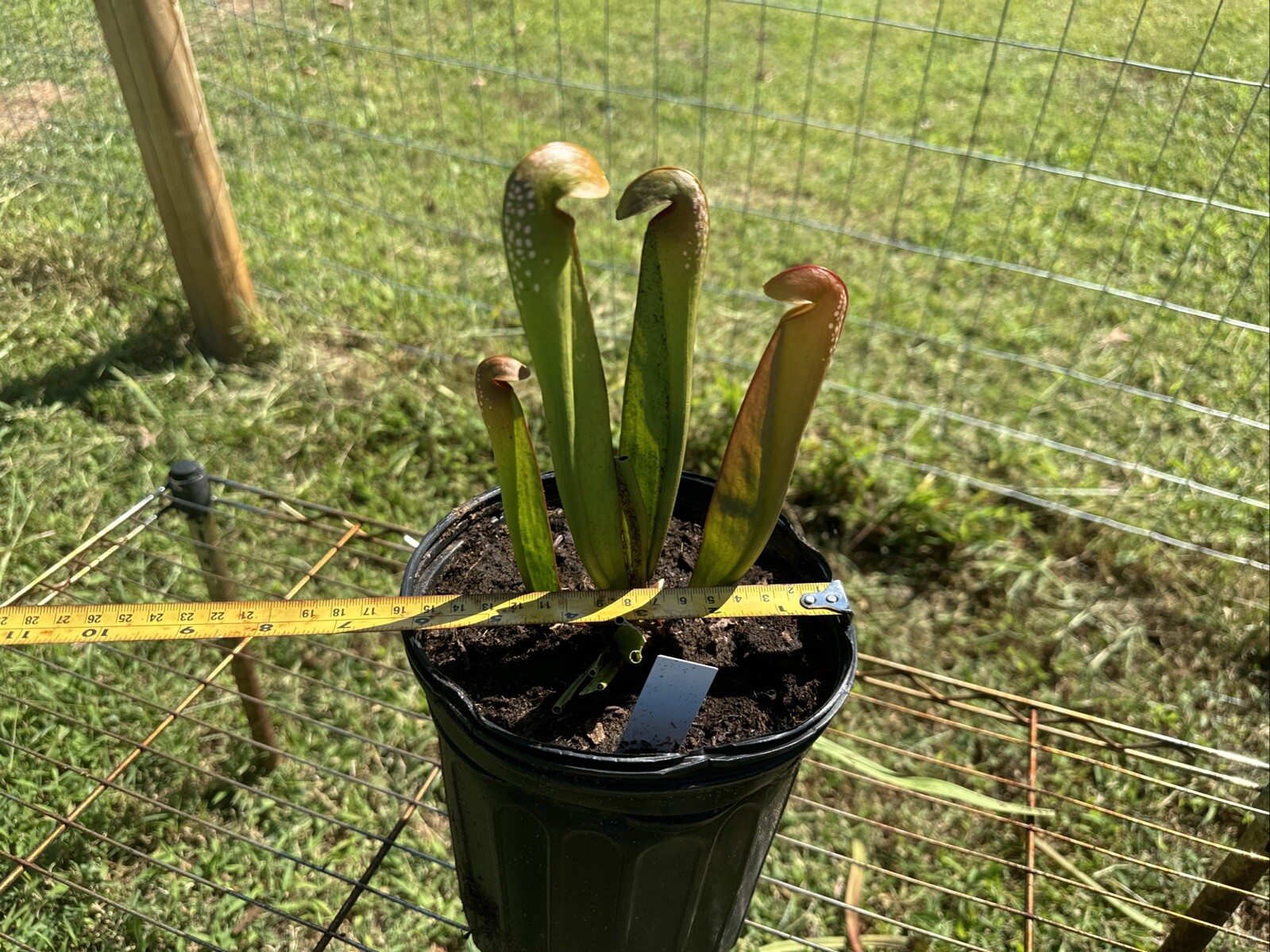 SARRACENIA MINOR “ST. JOHNS CO, FLORIDA” INSTITUTO TECNOLÓGICO DE CHINÁ