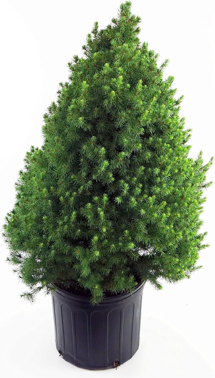 Dwarf Alberta Spruce 'Conica' - Elegant Evergreen for Low-Maintenance Gardens
