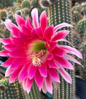 TRICHOCEREUS IBRIDO 'TRO TRO fioritura fino a 22 cm