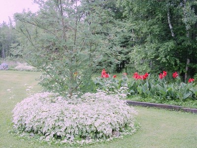 Bishops weed plants Snow on the mountain ground cover 25 plants
