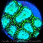 Corals of Eden ~ WYSIWYG Live Coral Frag ~ GI Joe Favia ~ LPS SPS Soft Coral — photo 5