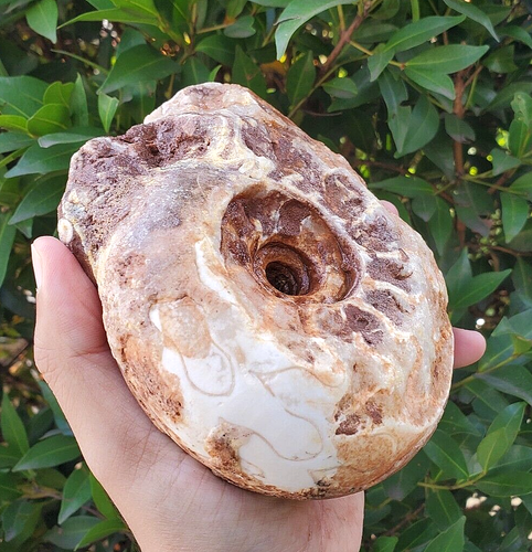SELTEN! 1270 GR GROSSES FOSSIL PERMIAN NÄHTE DENDRITISCHER CALCIT AMMONIT TIMOR - Bild 6 von 12