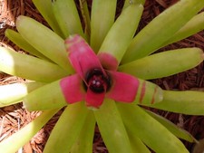 Neoregelia COMPACTA Bromeliad one tropical plant MEDIUM 