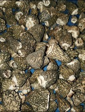 3 Dried Lbs 2026 Idaho Morel Mushrooms