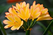 Clivia Miniata African Pastels x Solomon Yellow, 2y old, no flower, 6-8 leaves. 