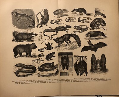 Bats Moles Shrews More Engraving Print From 1800s E9