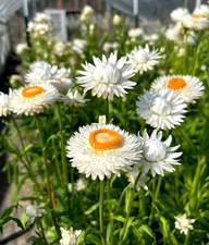White Strawflower - Pack 100 Seeds - Annual White Blooms Plant for Home Garden