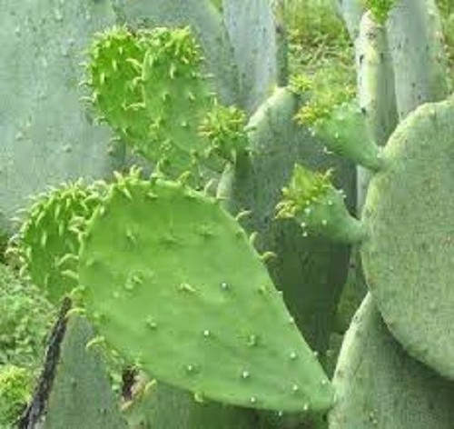 1 Spineless Thornless Edible Nopales Prickly Pear Cactus Plant, Opuntia Ellisia– - Picture 2 of 2