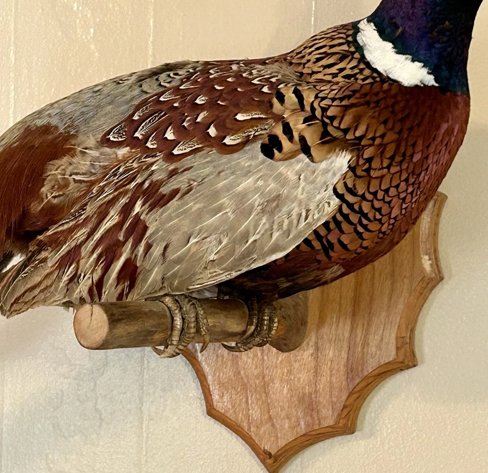 Anillo Cuello FAISÁN Pájaro Taxidermia Reposo Pared Colgante Montaje Expositor Foto 3 de 4