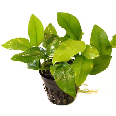 Anubias Golden Nana | Aquarium Plants Factory 