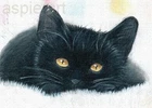 ACEO print limited edition ATC black cat kitten chat noir by Anna Hoff